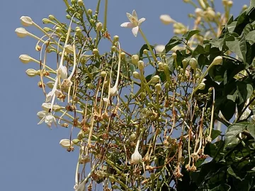 Jasmine Tree