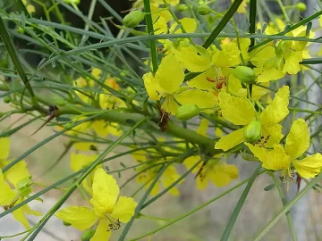 Jerusalem's Thorns