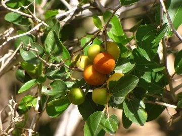 Jujube Siddr Tree