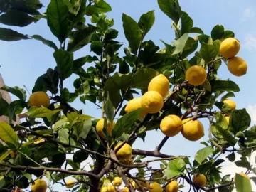 Lemon Tree