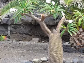 madagascar-palm