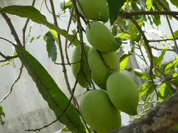 Mango Tree