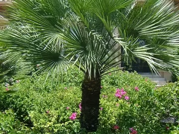mediterranean-fan-palm