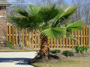 mexican-fan-palm