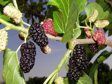 Mulberry Tree