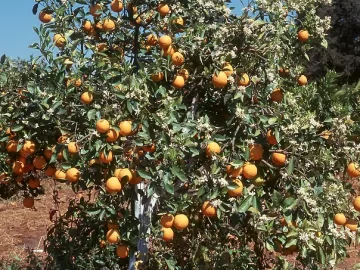 Navel Orange Tree