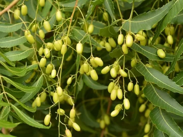 Neem Tree