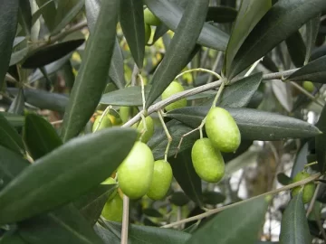 Olive Tree