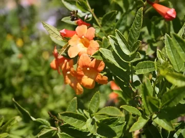 orange-bells