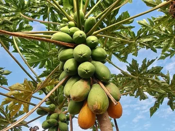 Papaya Tree