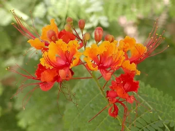 peacock-flower