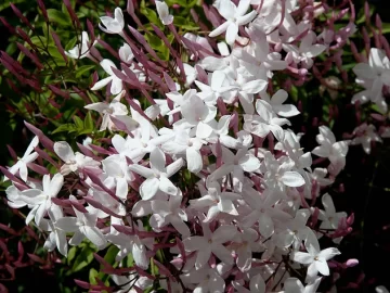 Pink Jasmine