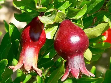 Pomegranate Tree