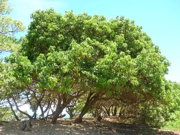 portia-tree