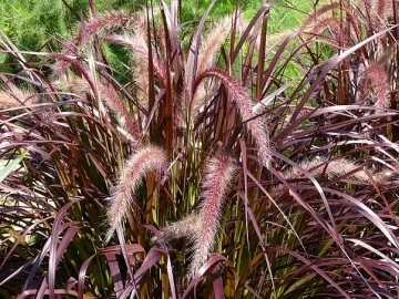 purple-fountain-grass