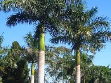 royal-palm