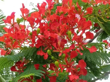 Royal Poinciana