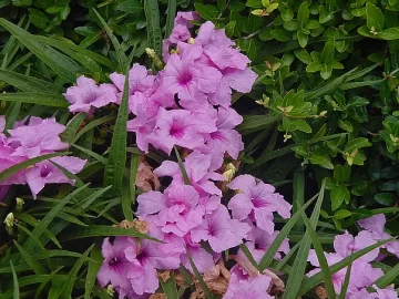 ruellia