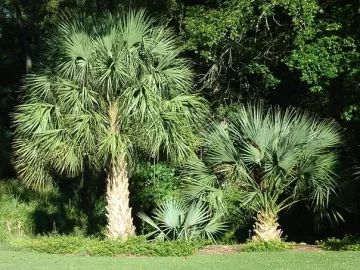 sabal-palm