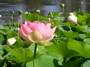 Sacred Water Lily