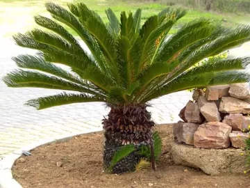 sago-palm