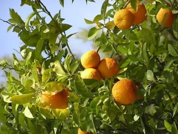 Sour Orange Tree