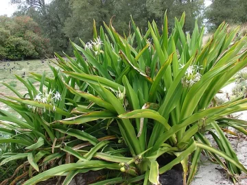 spider-lily