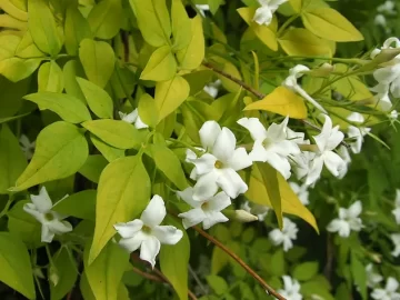 Star Jasmine