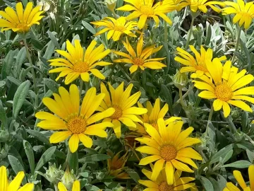 trailing-gazania