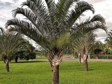 triangle-palm