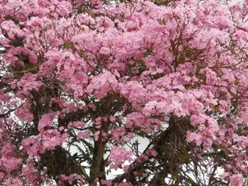 Trumpet Tree