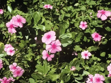 vinca-rosa