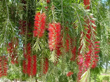 Weeping Bottle Brush