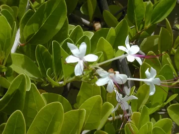 wild-jasmine