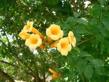 yellow-bells