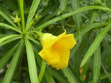 yellow-oleander