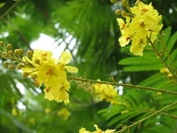 Yellow Poinciana